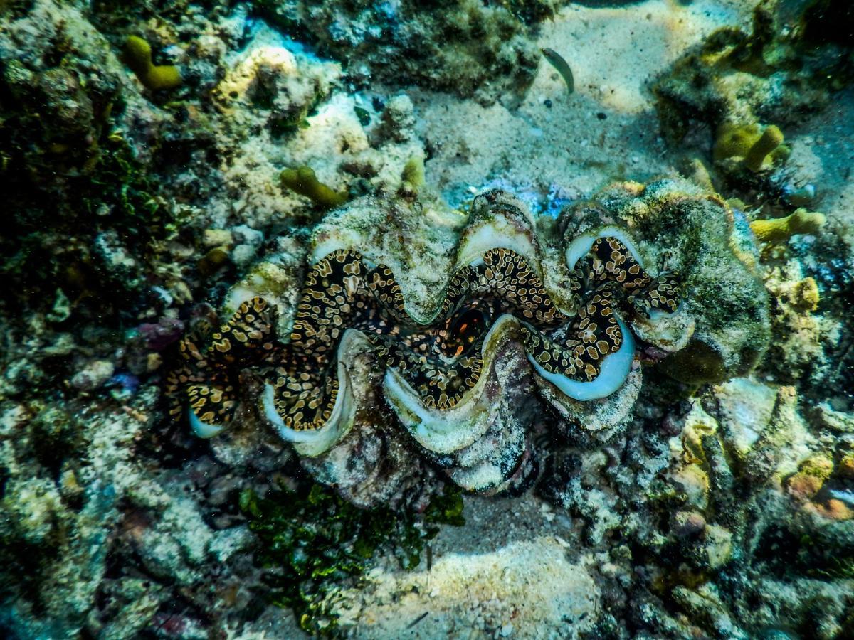 Vaimoana Seaside Lodge Savai'i Island Bagian luar foto